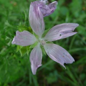 Photographie n°2533397 du taxon Malva moschata L.