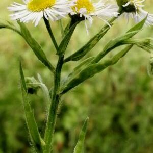 Photographie n°2533401 du taxon Erigeron annuus (L.) Desf.