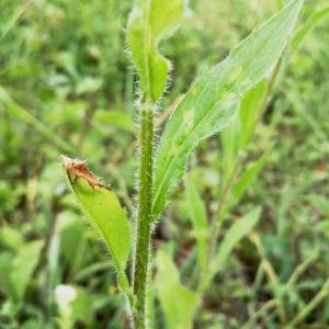 Photographie n°2533402 du taxon Erigeron annuus (L.) Desf.