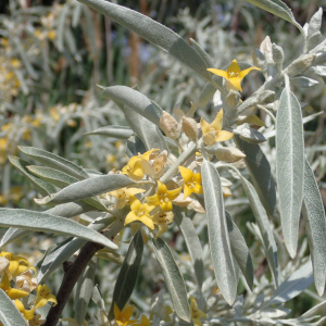 Photographie n°2533433 du taxon Elaeagnus angustifolia L.