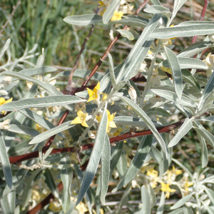 Photographie n°2533434 du taxon Elaeagnus angustifolia L.
