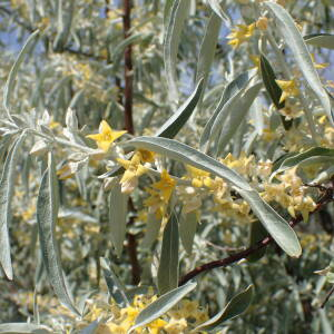 Photographie n°2533435 du taxon Elaeagnus angustifolia L.