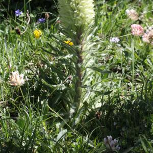 Photographie n°2533467 du taxon Campanula thyrsoides L.