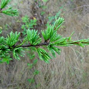 Photographie n°2533563 du taxon Cedrus atlantica (Manetti ex Endl.) Carrière [1855]