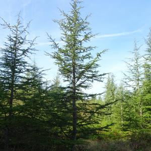 Photographie n°2533566 du taxon Cedrus atlantica (Manetti ex Endl.) Carrière [1855]