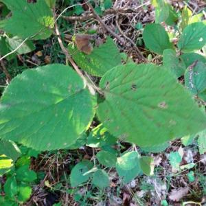 Photographie n°2533580 du taxon Viburnum lantana L. [1753]