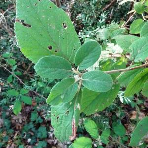 Photographie n°2533582 du taxon Viburnum lantana L. [1753]