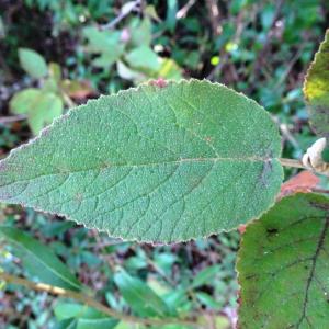 Photographie n°2533585 du taxon Viburnum lantana L. [1753]