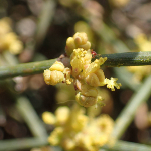 Photographie n°2533588 du taxon Ephedra distachya L.