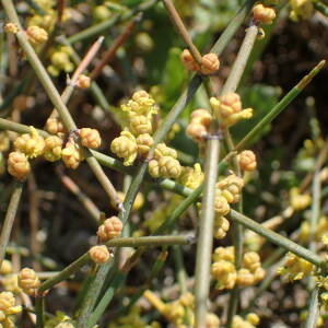 Photographie n°2533589 du taxon Ephedra distachya L.