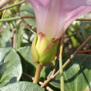 Photographie n°2533598 du taxon Convolvulus soldanella L.