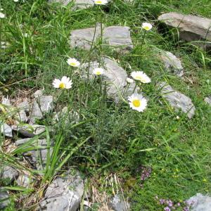 Photographie n°2533613 du taxon Leucanthemum ircutianum DC. [1838]