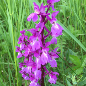 Photographie n°2533619 du taxon Orchis mascula subsp. mascula