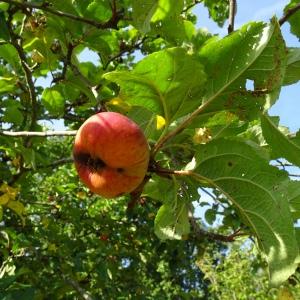 Photographie n°2533681 du taxon Malus domestica Borkh. [1803]