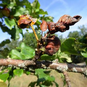 Photographie n°2533682 du taxon Malus domestica Borkh. [1803]