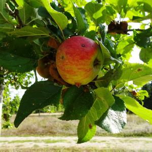 Photographie n°2533683 du taxon Malus domestica Borkh. [1803]