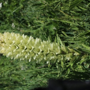 Photographie n°2533715 du taxon Campanula thyrsoides L.