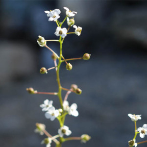 Photographie n°2533745 du taxon Kernera saxatilis (L.) Sweet