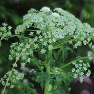  - Pleurospermum austriacum (L.) Hoffm.