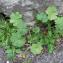 Geranium rotundifolium L. [nn30056] par association-Environnement-Nature-Sassenage le 21/06/2022 - Sassenage