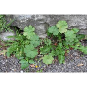 lsi_ph58_geranium_feuille_ronde.jpg