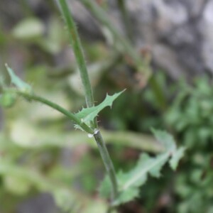 Photographie n°2533813 du taxon Sonchus oleraceus L.