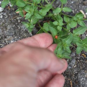 Photographie n°2533814 du taxon Lysimachia arvensis (L.) U.Manns & Anderb.