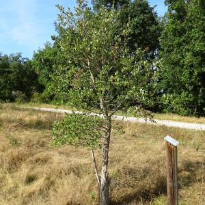 Photographie n°2533844 du taxon Quercus suber L. [1753]