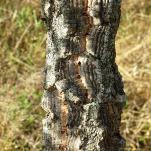 Photographie n°2533845 du taxon Quercus suber L. [1753]