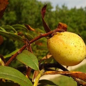 Photographie n°2533846 du taxon Sorbus domestica L. [1753]