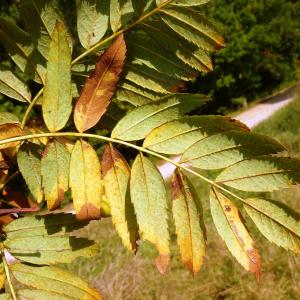 Photographie n°2533848 du taxon Sorbus domestica L. [1753]