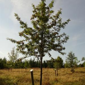 Photographie n°2533849 du taxon Sorbus domestica L. [1753]