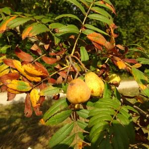 Photographie n°2533850 du taxon Sorbus domestica L. [1753]