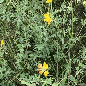 Photographie n°2533886 du taxon Lotus corniculatus subsp. preslii (Ten.) P.Fourn. [1936]