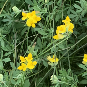 Photographie n°2533888 du taxon Lotus corniculatus subsp. preslii (Ten.) P.Fourn. [1936]