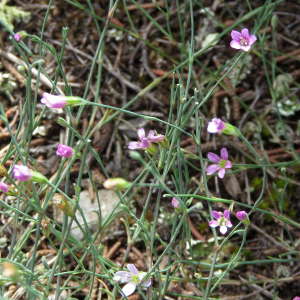 Photographie n°2533934 du taxon Petrorhagia saxifraga (L.) Link