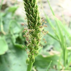 Photographie n°2533939 du taxon Plantago major L.