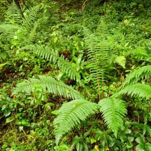 Photographie n°2533982 du taxon Corylus avellana L.