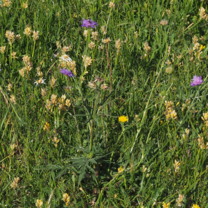 Photographie n°2534002 du taxon Knautia arvensis (L.) Coult. [1828]