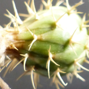 Photographie n°2534028 du taxon Centaurea aspera subsp. aspera