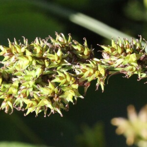 Photographie n°2534041 du taxon Carex otrubae Podp.