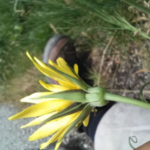 Photographie n°2534044 du taxon Tragopogon pratensis L. [1753]