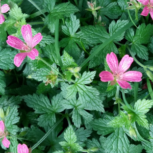 Photographie n°2534048 du taxon Geranium endressii J.Gay [1832]