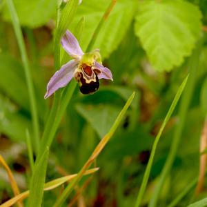 Photographie n°2534058 du taxon Ophrys apifera Huds.