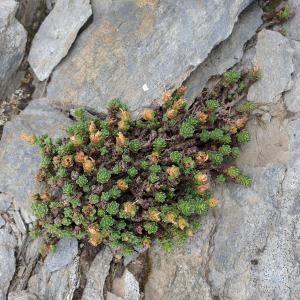 Photographie n°2534078 du taxon Saxifraga oppositifolia L. [1753]