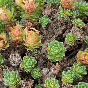 Photographie n°2534079 du taxon Saxifraga oppositifolia L. [1753]