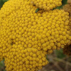 Photographie n°2534123 du taxon Achillea filipendulina Lam.