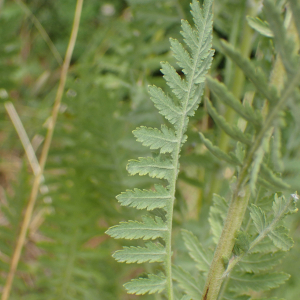 Photographie n°2534125 du taxon Achillea filipendulina Lam.