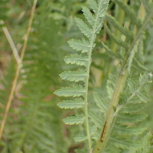 Photographie n°2534126 du taxon Achillea filipendulina Lam.