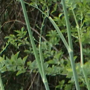 Photographie n°2534127 du taxon Achillea filipendulina Lam.